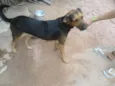 Lessie