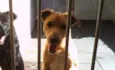 marley e João