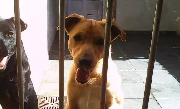 Cachorro ra a SRD idade 2 anos nome marley e João