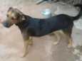 Lessie