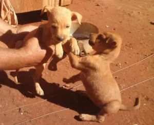 Cachorro raça SRD idade Abaixo de 2 meses nome [sem nome]