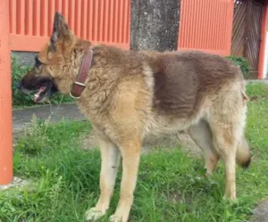 Cachorro raça pastor alemão  idade 6 ou mais anos nome desconhecido