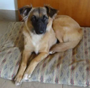 Cachorro raça SRD idade 2 anos nome Menina