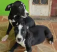 Cachorro
