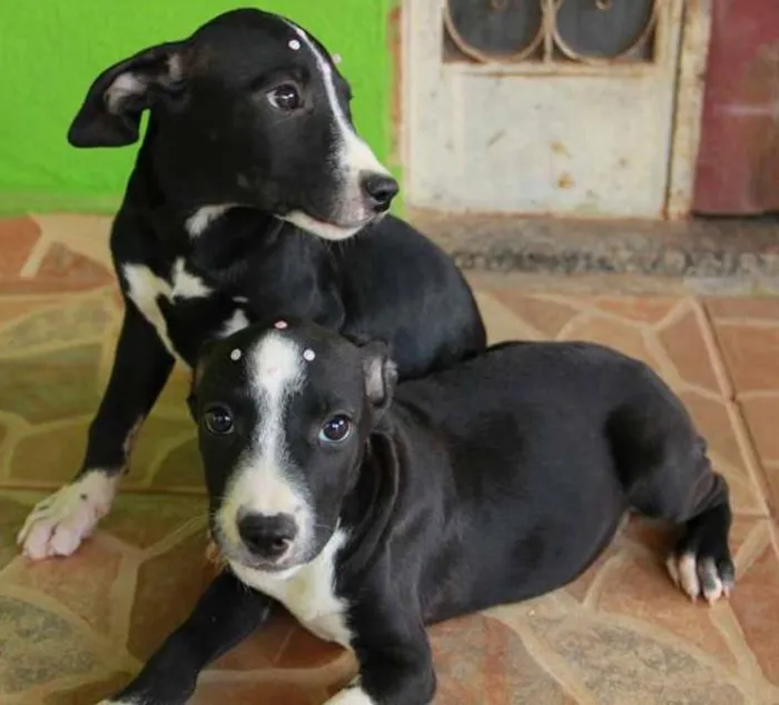 Cachorro ra a vira lata idade 2 a 6 meses nome Cachorro