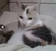 Gato raça Srd idade 5 anos nome Lolla