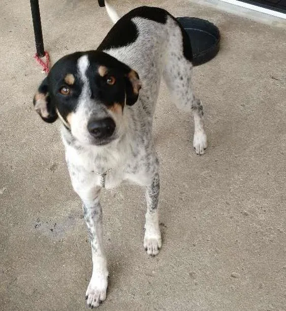 Cachorro ra a Vira-Lata, misturado com Labrador. idade 1 ano nome Vivo, Kira