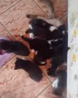 Gatos