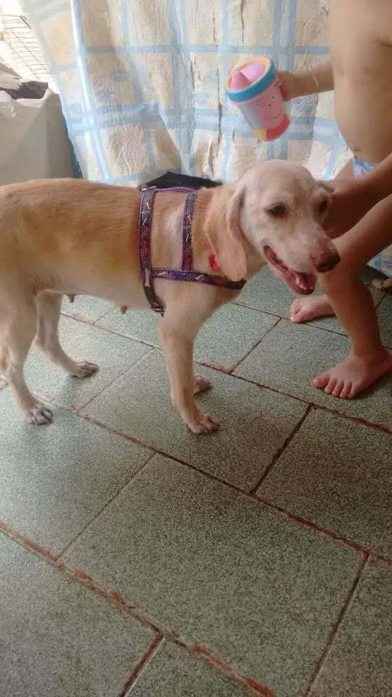 Cachorro ra a Indefinida idade 2 anos nome Nina