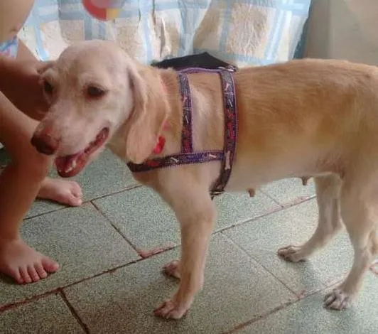 Cachorro ra a Indefinida idade 2 anos nome Nina