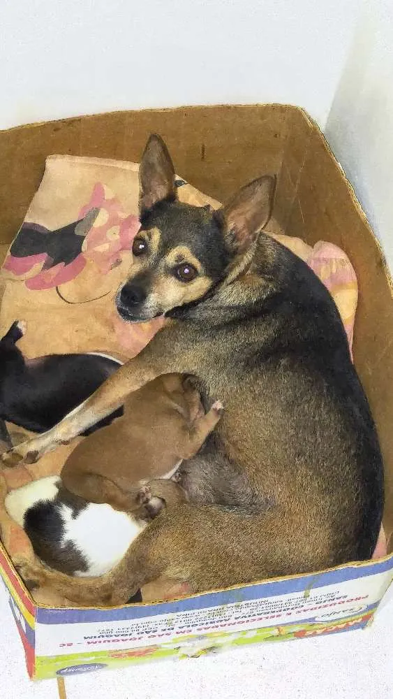 Cachorro ra a Paulistinha fox idade 2 a 6 meses nome Capitu e filhotes 