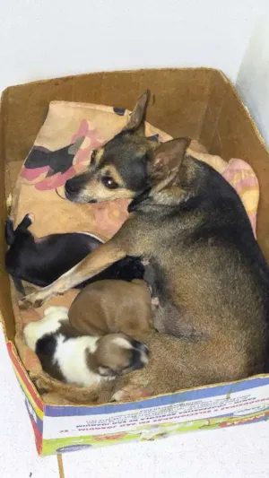 Cachorro raça Paulistinha fox idade 2 a 6 meses nome Capitu e filhotes 