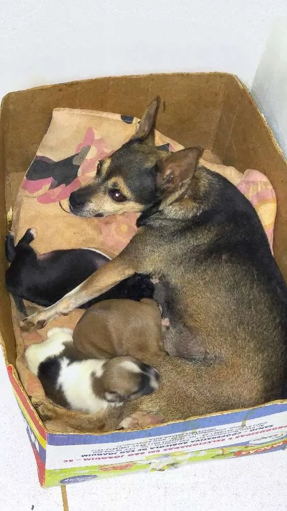 Cachorro ra a Paulistinha fox idade 2 a 6 meses nome Capitu e filhotes 