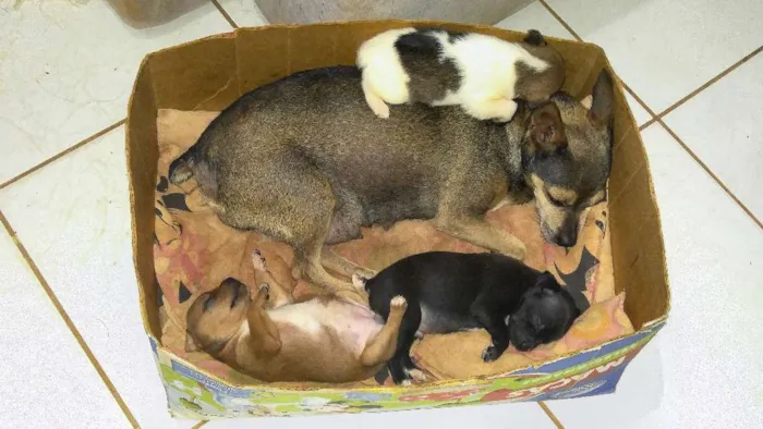 Cachorro ra a Paulistinha fox idade 2 a 6 meses nome Capitu e filhotes 