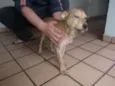 Totó
