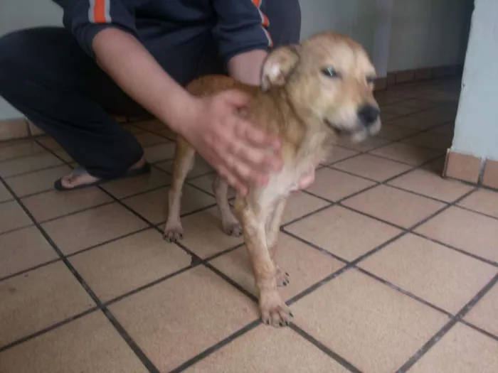 Cachorro ra a indefinida idade 2 a 6 meses nome Totó