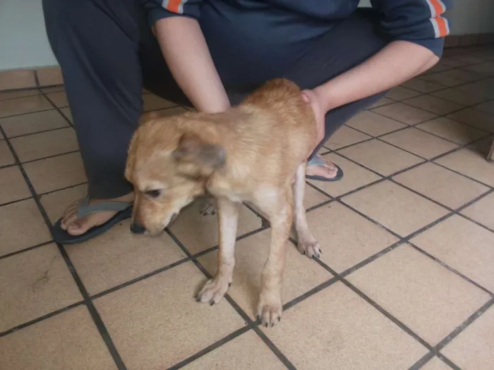 Cachorro ra a indefinida idade 2 a 6 meses nome Totó