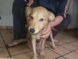 Totó