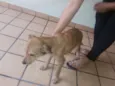 Totó
