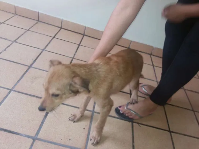 Cachorro ra a indefinida idade 2 a 6 meses nome Totó