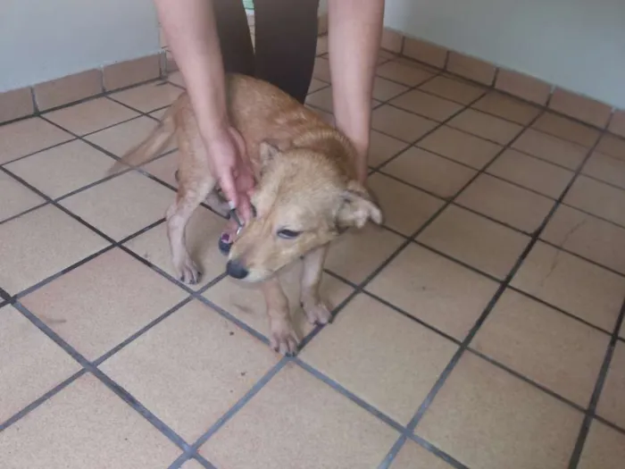 Cachorro ra a indefinida idade 2 a 6 meses nome Totó