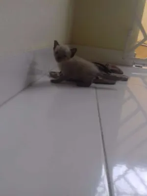 Gato raça Mesclada com siamês  idade Abaixo de 2 meses nome Sem nome 