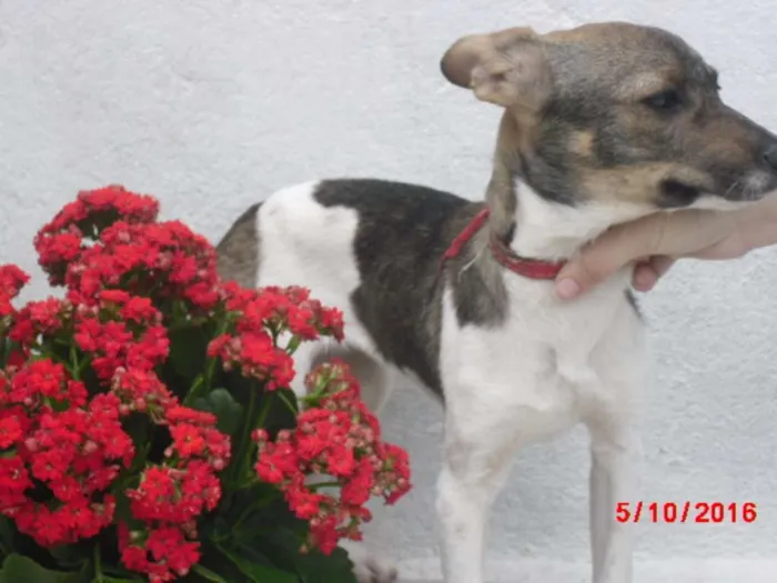 Cachorro ra a SRD idade 2 a 6 meses nome Tati