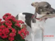 Tati