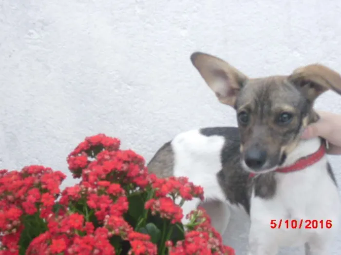 Cachorro ra a SRD idade 2 a 6 meses nome Tati