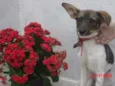 Tati
