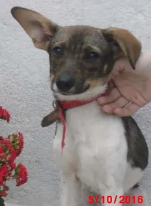 Cachorro raça SRD idade 2 a 6 meses nome Tati