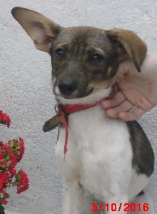 Cachorro ra a SRD idade 2 a 6 meses nome Tati