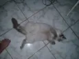 Linda