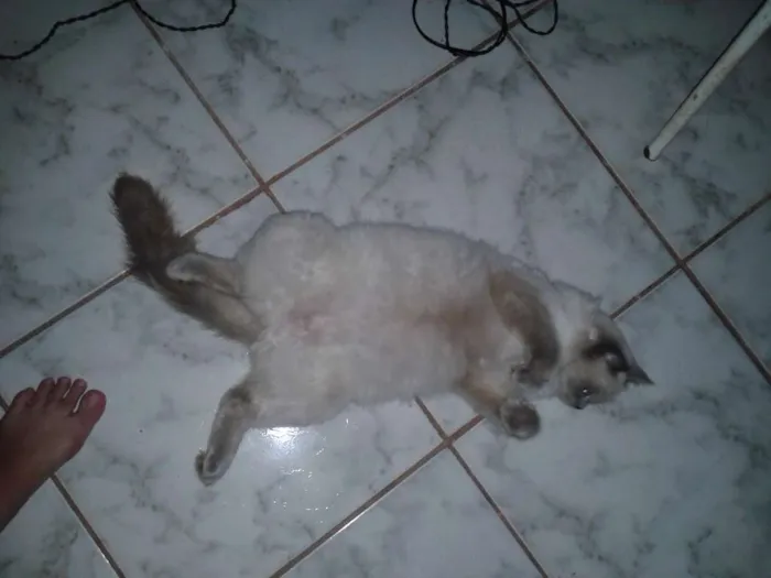 Gato raça persa  idade 2 anos nome Linda