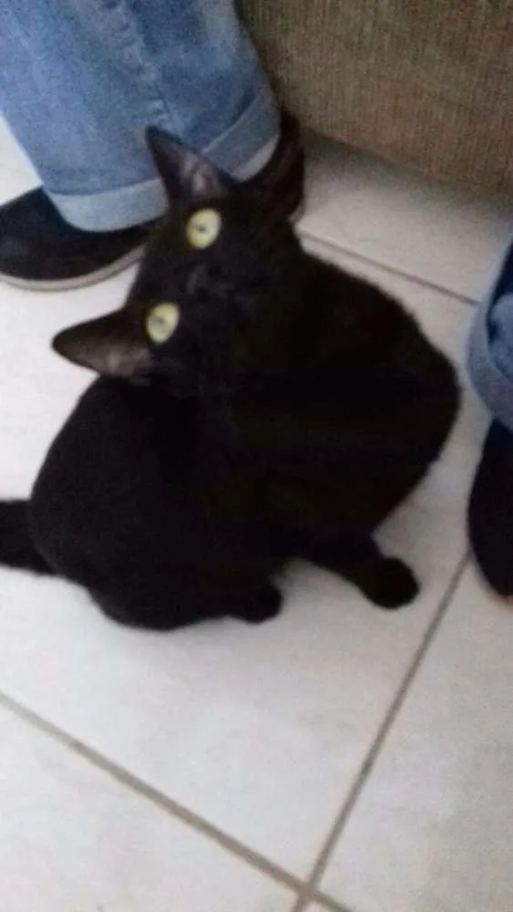 Gato ra a  idade 2 a 6 meses nome Sem nome