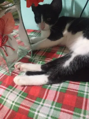 Gato raça SRD idade 2 a 6 meses nome Marry