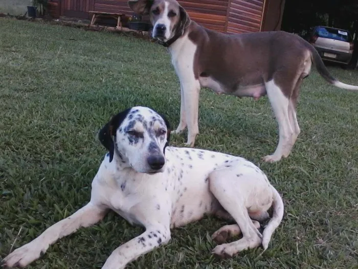 Cachorro ra a dalmata idade 3 anos nome Flocos GRATIFICA