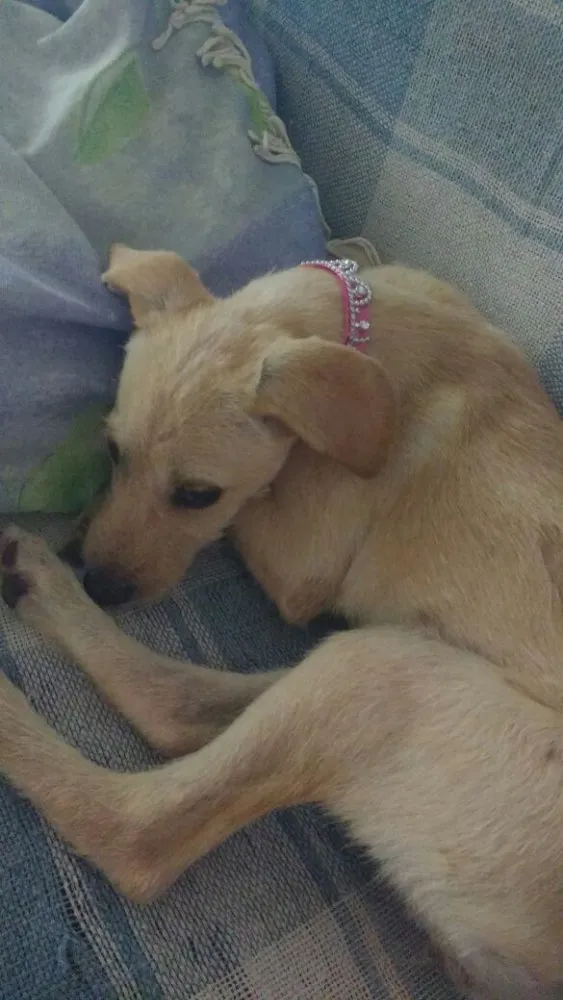 Cachorro ra a Vira-lata idade 2 a 6 meses nome Não tem nome