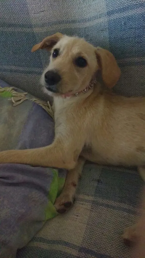 Cachorro ra a Vira-lata idade 2 a 6 meses nome Não tem nome