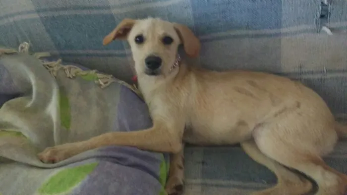 Cachorro ra a Vira-lata idade 2 a 6 meses nome Não tem nome