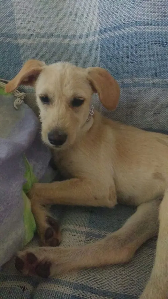 Cachorro ra a Vira-lata idade 2 a 6 meses nome Não tem nome