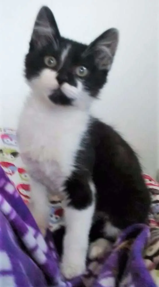 Gato ra a SRD idade 2 a 6 meses nome JOE