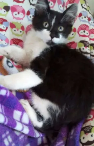 Gato raça SRD idade 2 a 6 meses nome JOE