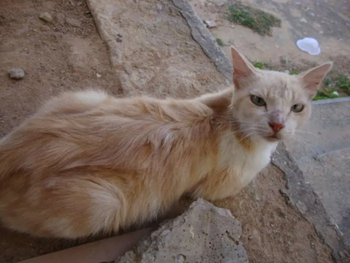 Gato ra a SRD idade 3 anos nome Lily