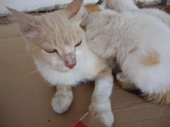 Gato ra a SRD idade 3 anos nome Lily