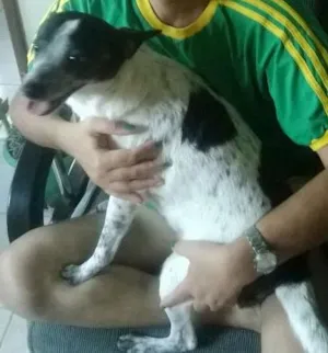 Cachorro raça daltama, dalmata, vira-lata idade 4 anos nome Pituxa, Bibo, Milly