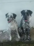 Pituxa, Bibo, Milly