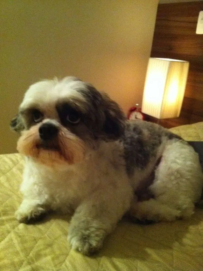 Cachorro ra a Lhasa Apso idade 4 anos nome Digo