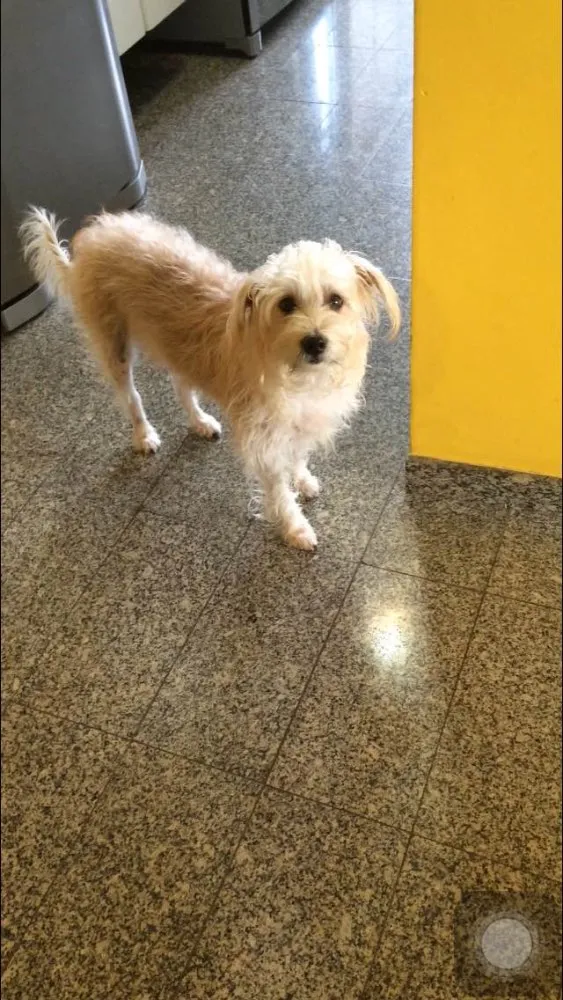 Cachorro ra a terriê idade 1 ano nome Brigite