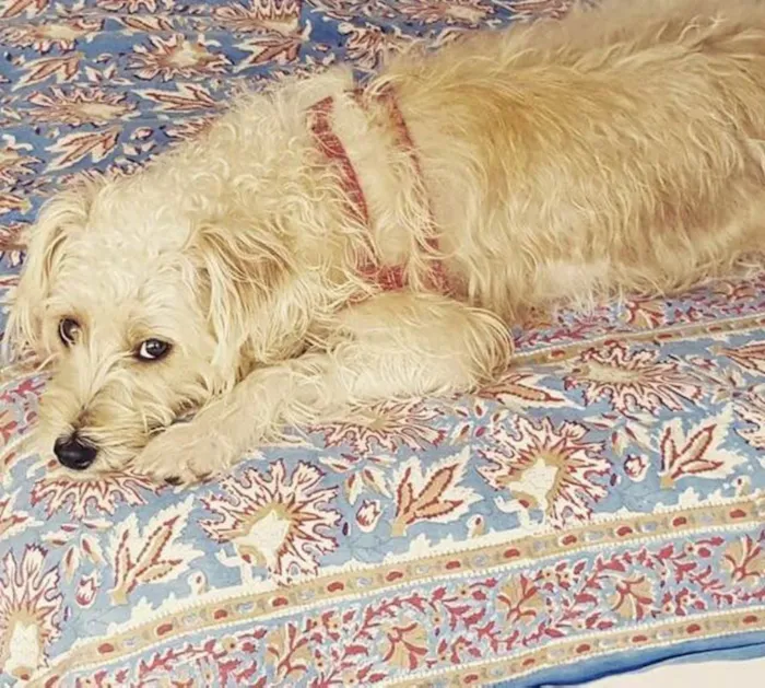 Cachorro ra a terriê idade 1 ano nome Brigite